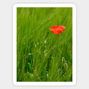 Poppy in Wheat Field Sticker